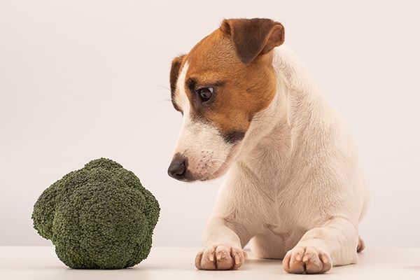 Veterinární diety