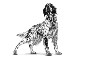 Royal Canin  8 Kg