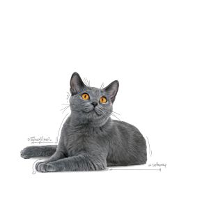 Royal Canin Dental Care granule pro dospělé kočky snižující tvorbu zubního kamene - 4 kg