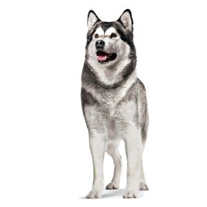 Royal Canin Supplements Dog Joint & Ageing Adult suplementy pro psy na podporu zdravého stárnutí a kvality kloubů - 240 g