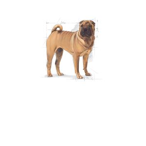 Royal Canin Medium Dermacomfort granule pro dospělé psy středních plemen s citlivou kůží - 12 kg