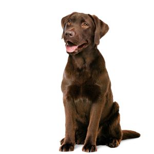 Royal Canin Supplements Dog Digestion Adult suplementy pro psy na podporu zdravého trávicího traktu - 160 g