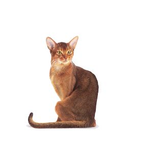 Royal Canin Fussy granule pro velmi vybíravé dospělé kočky - 4 kg
