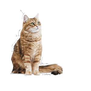 Royal Canin DIGESTIVE CARE granule pro kočky na podporu zdravého trávení - 2 kg
