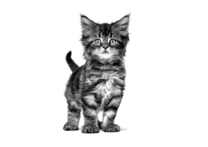 Royal Canin Kompletní krmivo pro koťata od odstavu do 10ti měsíců věku 400 g