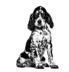 Royal Canin Kompletní dietní krmivo pro štěňata 195 g