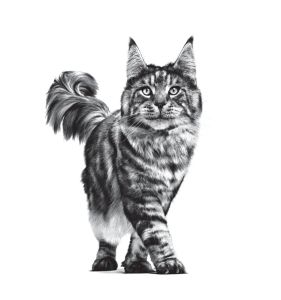 Royal Canin Kompletní krmivo pro dospělé kastrované kočky nebo se sklonem k nadváze - od kastrace do 7 let 85 Kg