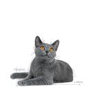 Royal Canin Dental Care granule pro dospělé kočky snižující tvorbu zubního kamene - 400 g
