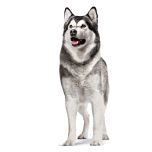 Royal Canin Supplements Dog Joint & Ageing Adult suplementy pro psy na podporu zdravého stárnutí a kvality kloubů - 240 g