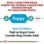 Royal Canin Cavalier King Charles Puppy granule pro štěně kavalír king charles španěl 1.5 Kg