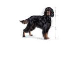 Royal Canin Maxi Sterilised granule pro dospělé kastrované psy velkých plemen - 12 kg