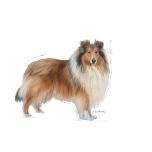 Royal Canin Maxi Light Weight Care dietní granule pro dospělé psy velkých plemen se sklonem k nadváze - 12 kg