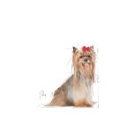Royal Canin Yorkshire Adult 8+ granule pro dospělého jorkšíra staršího osmi let - 2 kg