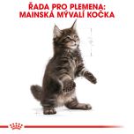 Royal Canin Maine Coon Kitten granule pro mainská mývalí koťata 400 g