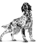 Royal Canin Complete feed for adult dogs 7 Kg