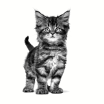 Royal Canin Kompletní dietní krmivo pro kočky - speciálně pro koťata 195 g