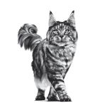 Royal Canin Kompletní krmivo pro kočky - pro dospělé kastrované kočky nebo se sklonem k nadváze - od kastrace do 7 let 8 Kg