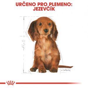Royal Canin Dachshund Puppy granule pro štěně jezevčíka 1.5 Kg