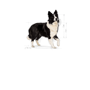 Royal Canin Medium Digestive Care granule pro dospělé psy středních plemen s citlivým trávením - 12 kg