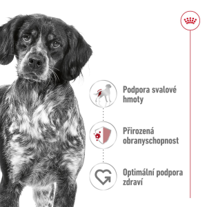 Royal Canin Medium Adult granule pro dospělé psy středních plemen starší 12 měsíců - 4 kg
