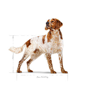 Royal Canin Medium Adult granule pro dospělé psy středních plemen starší 12 měsíců - 4 kg