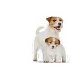 Royal Canin Mini Starter Mother&Babydog granule pro březí a kojící feny a štěňata - 8 kg