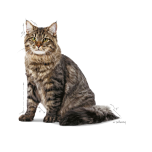 Royal Canin URINARY CARE granule pro kočky na podporu zdraví močových cest - 2 kg