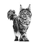 Royal Canin Complete dietetic feed for adult cats 400 g